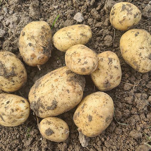 Early Seed Potato Rocket Early Seed Potato Rocket