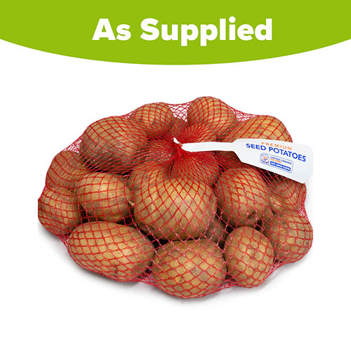 Early Seed Potato Rocket Early Seed Potato Rocket