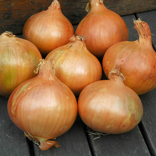 Onion Sets Stuttgart Giant