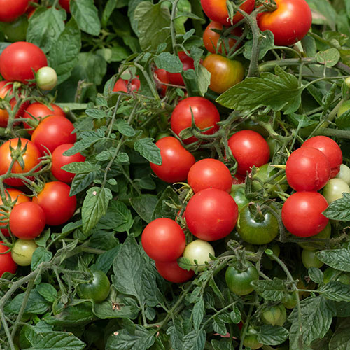 Tomato Tumbling Tom Red Tomato Tumbling Tom Red