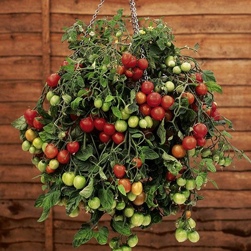 Tumbling Tom Tomato Mix Tumbling Tom Tomato Mix