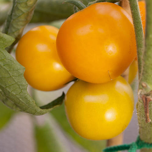 Tumbling Tom Tomato Mix Tumbling Tom Tomato Mix