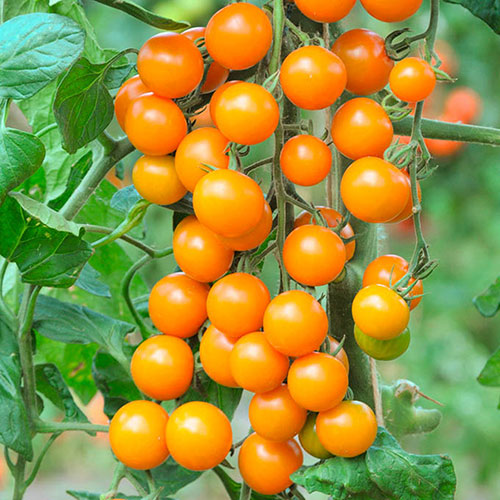 Cherry Tomato Sungold Cherry Tomato Sungold