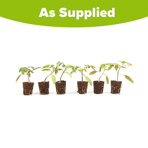 Cherry Tomato Sungold Cherry Tomato Sungold