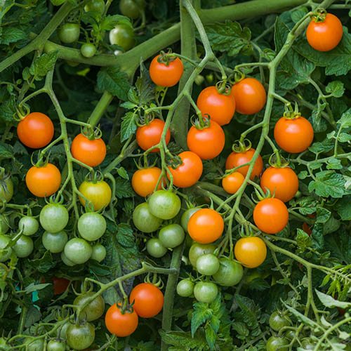 Cherry Tomato Sungold SuperSweet Cherry Tomato Sungold SuperSweet