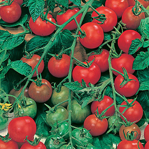 Tomato Gardeners Delight