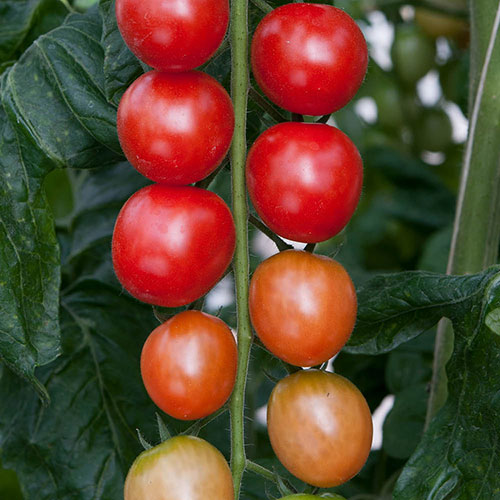 Tomato Rapunzel Tomato Rapunzel