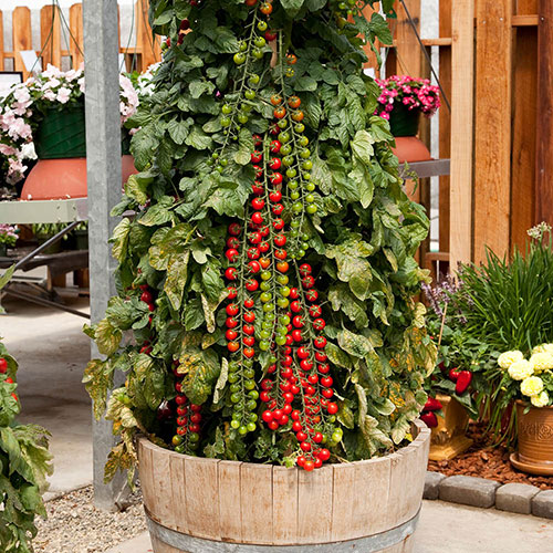 Tomato Rapunzel Tomato Rapunzel