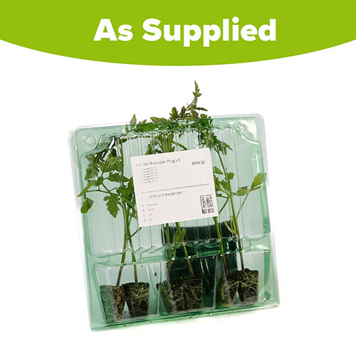 Tomato Rapunzel Tomato Rapunzel