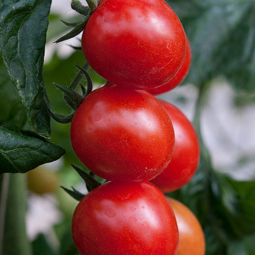 Tomato Rapunzel Tomato Rapunzel