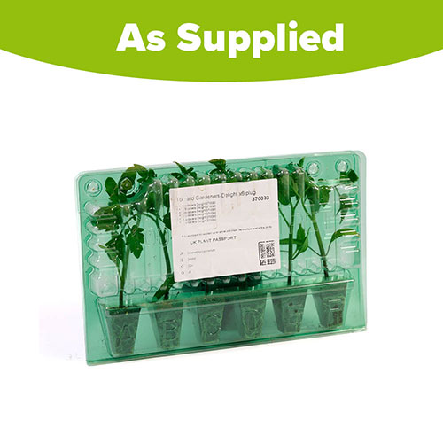 Tomato Gardeners Delight Tomato Gardeners Delight