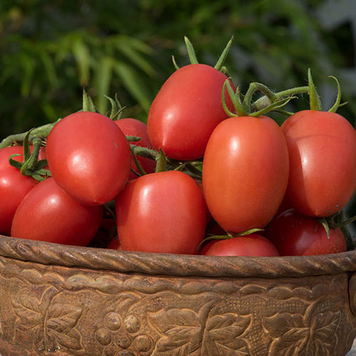 Tomato Nagina Tomato Nagina