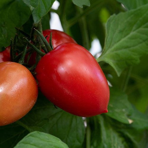 Tomato Nagina Tomato Nagina