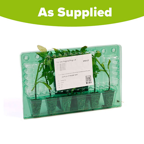 Tomato Nagina Tomato Nagina