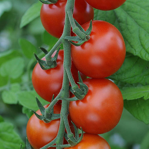Tomato Harvest Collection Tomato Harvest Collection