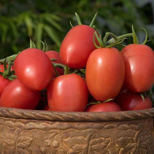 Tomato Harvest Collection Tomato Harvest Collection
