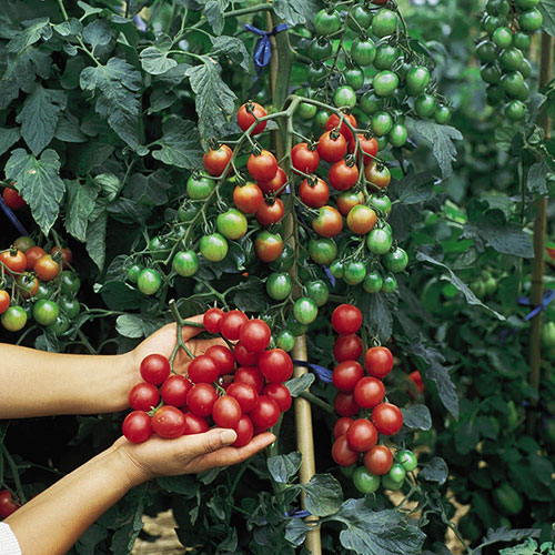 Tomato Tumbling Tom Red Tomato Tumbling Tom Red