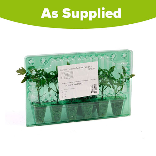 Tomato Tumbling Tom Red Tomato Tumbling Tom Red