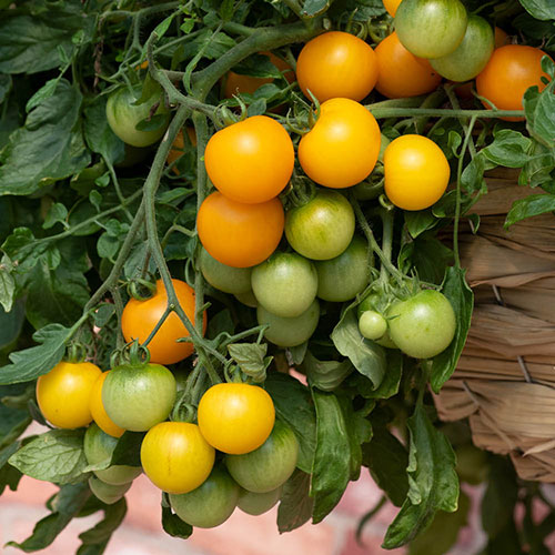 Tomato Tumbling Tom Yellow Tomato Tumbling Tom Yellow