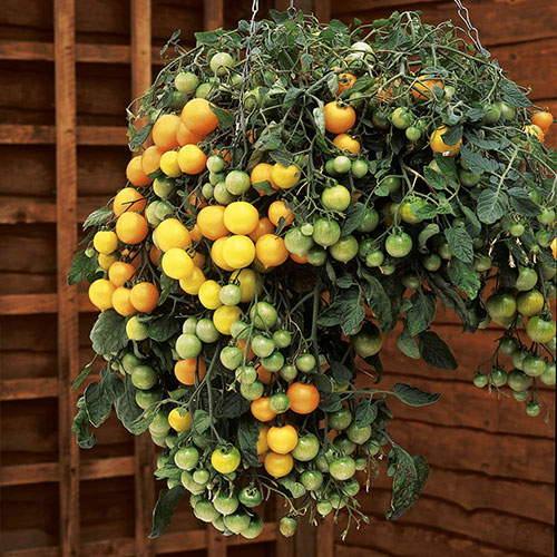 Tomato Tumbling Tom Yellow Tomato Tumbling Tom Yellow