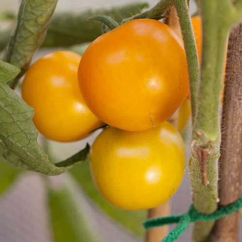 Tomato Tumbling Tom Yellow Tomato Tumbling Tom Yellow