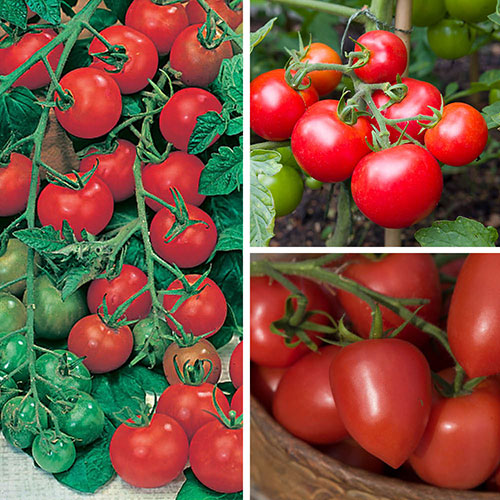 Tomato Harvest Collection Tomato Harvest Collection
