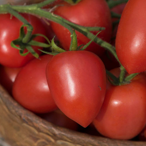 Tomato Harvest Collection Tomato Harvest Collection