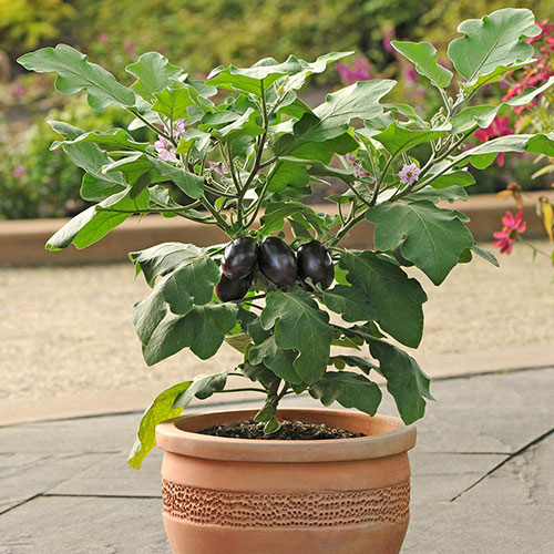 Aubergine Patio Baby Aubergine Patio Baby