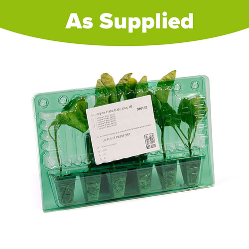 Aubergine Patio Baby Aubergine Patio Baby