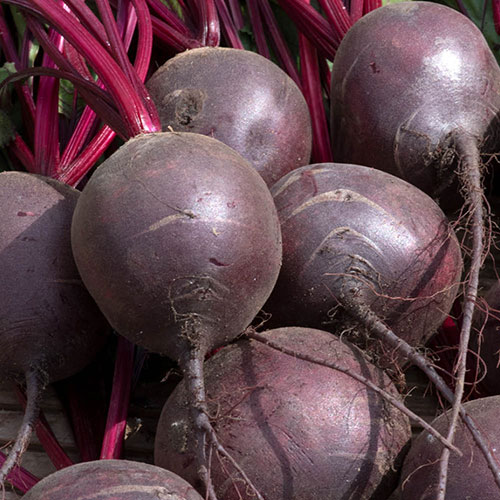 Beetroot Rainbow Beetroot Rainbow