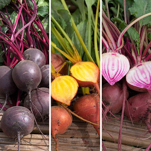 Beetroot Rainbow