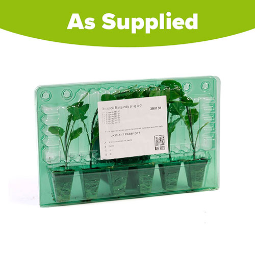 Broccoli Burgundy Broccoli Burgundy