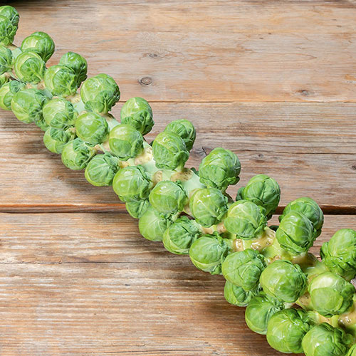 Brussel Hector Brussel Hector