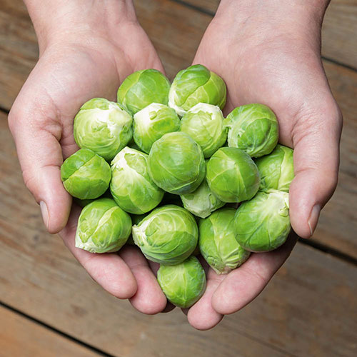 Brussel Hector Brussel Hector