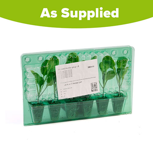 Brussel Hector Brussel Hector