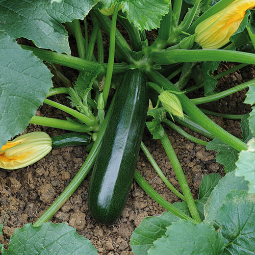 Courgette Midnight Courgette Midnight