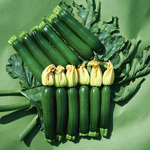 Courgette Midnight Courgette Midnight