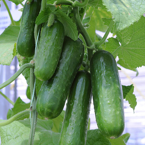 Cucumber Picolino Cucumber Picolino