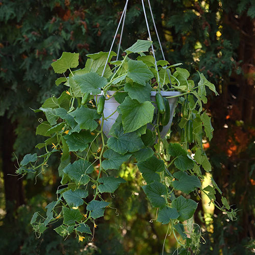 Cucumber Quick Snack Cucumber Quick Snack
