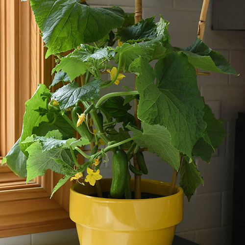 Cucumber Quick Snack Cucumber Quick Snack