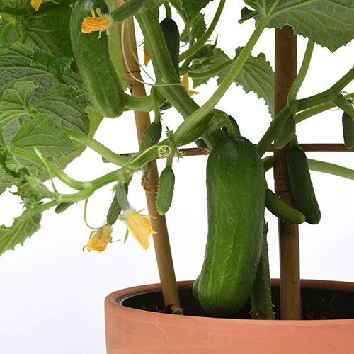 Cucumber Quick Snack Cucumber Quick Snack