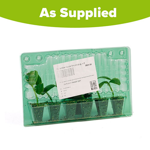 Cucumber Quick Snack Cucumber Quick Snack