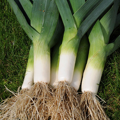 Leek Jolant Leek Jolant