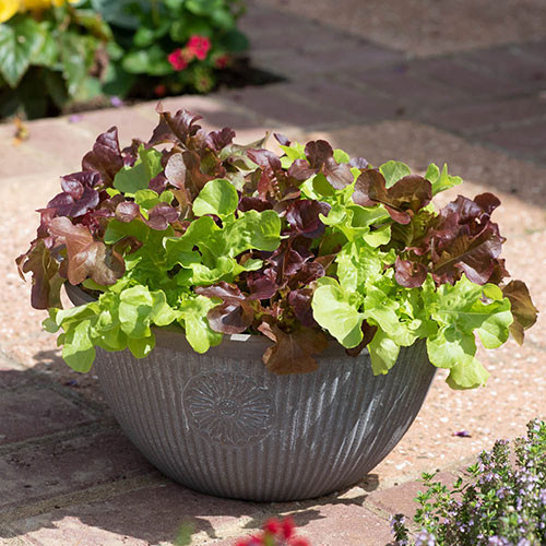 Lettuce Buddies Mix Lettuce Buddies Mix