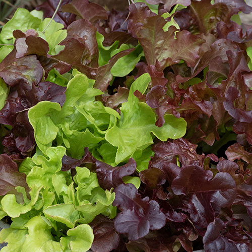 Lettuce Buddies Mix Lettuce Buddies Mix