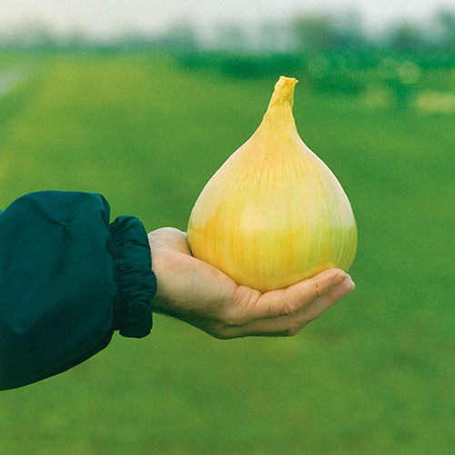 Onion Exhibition Onion Exhibition