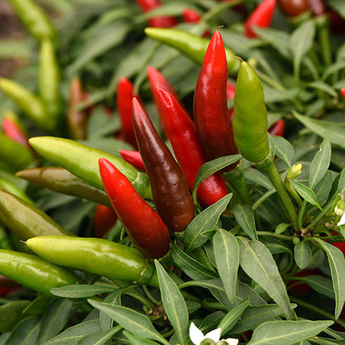 Pepper Hot Quickfire Pepper Hot Quickfire