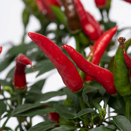 Pepper Hot Quickfire Pepper Hot Quickfire