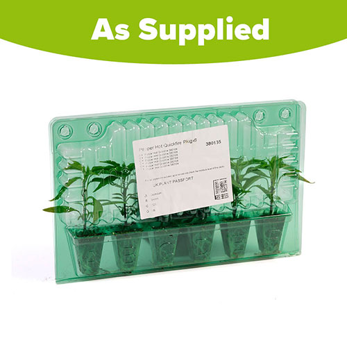 Pepper Hot Quickfire Pepper Hot Quickfire