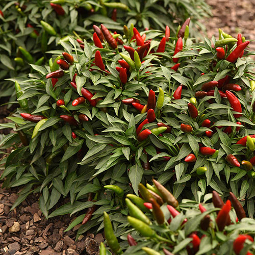 Pepper Hot Quickfire